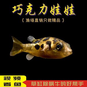 潛水艇魚批發(fā)：如何選擇優(yōu)質(zhì)的潛水艇魚