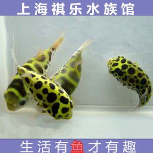 潛水艇魚批發(fā)：如何選擇優(yōu)質(zhì)的潛水艇魚 龍魚百科 第4張