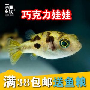 潛水艇魚批發(fā)：如何選擇優(yōu)質(zhì)的潛水艇魚