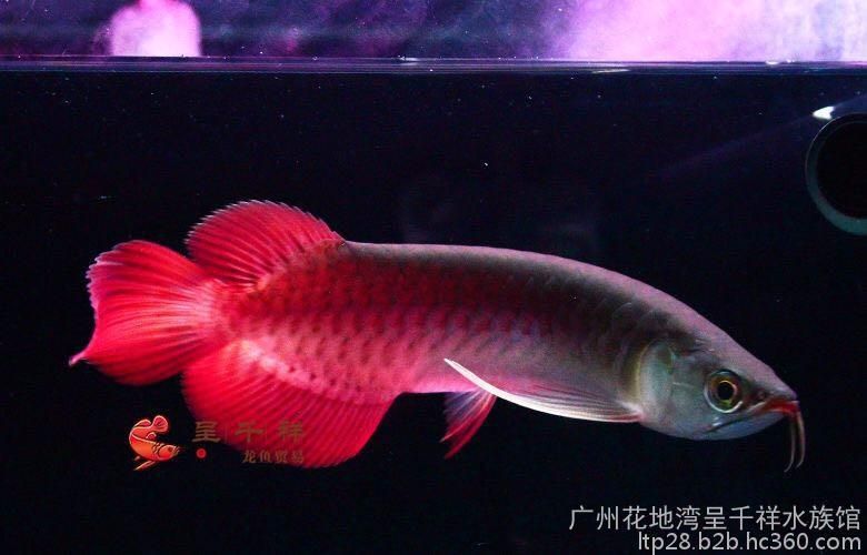 綠皮紅龍魚怎么樣：綠皮紅龍魚的特點(diǎn)和飼養(yǎng)方式