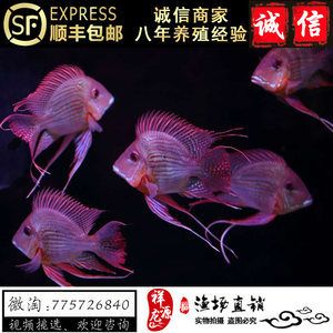 怎樣看紅龍魚的品相好不好：判斷紅龍魚品相好壞可以從以下幾個方面進行考慮