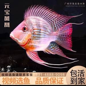 怎樣看紅龍魚的品相好不好：判斷紅龍魚品相好壞可以從以下幾個方面進行考慮