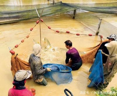 龍魚(yú)用麻藥的副作用是什么樣的：魚(yú)用麻醉劑的類(lèi)別和安全性 龍魚(yú)百科 第2張