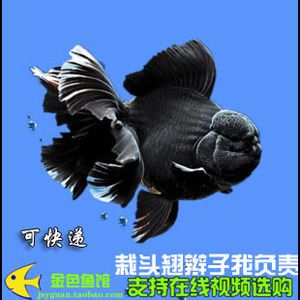 小金龍魚苗：小金龍魚苗的飼養(yǎng)技巧