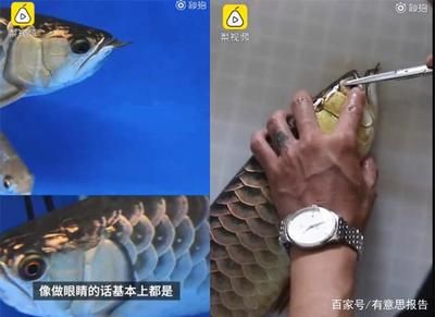 龍魚怎樣防止掉眼淚：如何防止龍魚掉眼淚