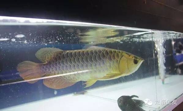 龍魚(yú)魚(yú)缸繁殖技巧：龍魚(yú)繁殖前需要確保水質(zhì)、水溫和飼料等方面的準(zhǔn)備