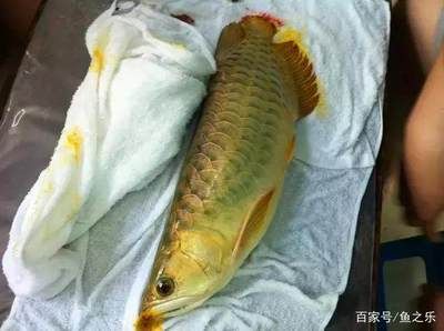 龍魚下黃粉后幾天換水：關于龍魚下黃粉后幾天換水的問題