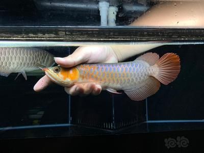 在印尼買龍魚便宜嗎：在印尼買龍魚便宜嗎？