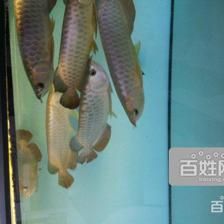 養(yǎng)三條龍魚的寓意：養(yǎng)三條龍魚在風(fēng)水上被認(rèn)為是吉祥的象征，具有帶來好運(yùn)和財(cái)富的潛力