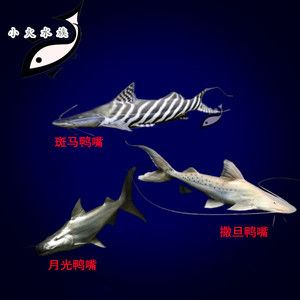 撒旦鴨嘴魚和金龍魚混養(yǎng)：撒旦鴨嘴魚和金龍魚混養(yǎng)怎么辦