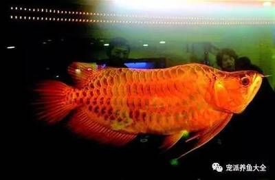 哪種紅龍魚(yú)最好看的品相