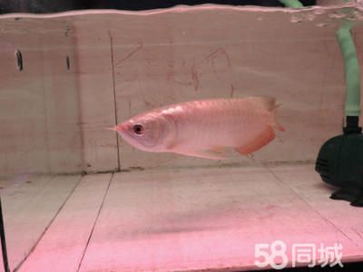 哪種紅龍魚(yú)最好看的品相