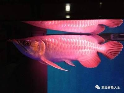 怎樣讓龍魚開口說話：如何讓龍魚開口吃食