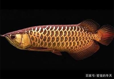 怎么看龍魚(yú)是不是過(guò)背：過(guò)背龍魚(yú)和號(hào)半龍魚(yú)如何區(qū)分