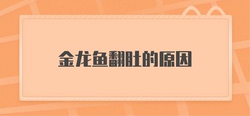 金龍魚突然翻肚：金龍魚突然翻肚是什么原因