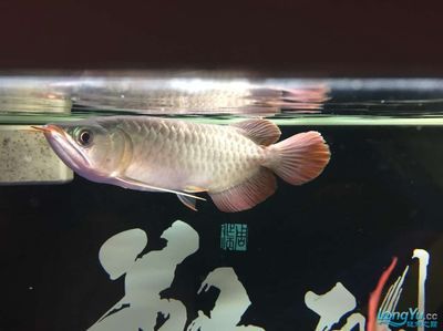 怎么查龍魚(yú)的芯片：如何查詢(xún)龍魚(yú)的芯片