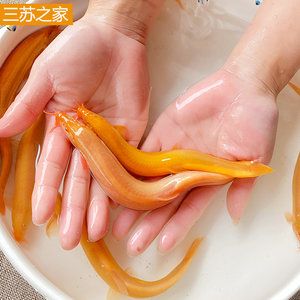 野生龍魚生活環(huán)境特征：野生龍魚的生存特點 龍魚百科 第1張