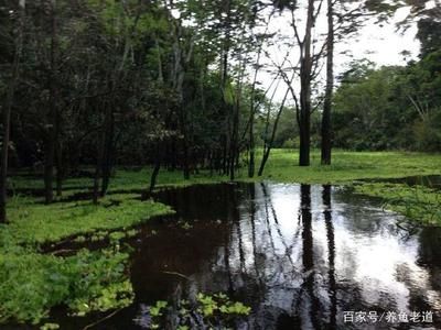 野生龍魚生活環(huán)境特征：野生龍魚的生存特點 龍魚百科 第3張