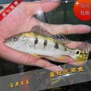 龍魚最好的配魚方式是：如何選擇龍魚的配魚方式