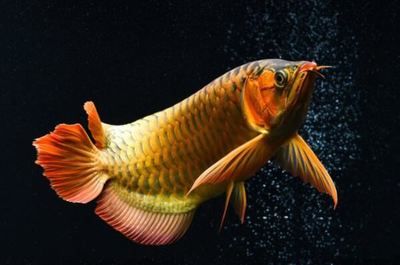 十大紅龍魚品牌排行：2024年十大紅龍魚品牌排行榜 龍魚百科 第3張