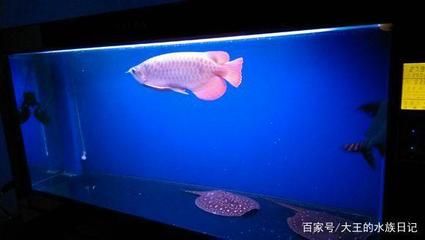 龍魚最好的配魚是什么：龍魚配魚之虎魚配魚之虎魚配魚需要考慮到多種因素