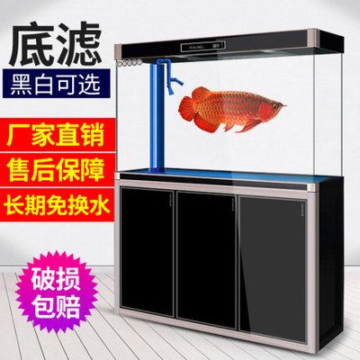 體型最大的魚龍魚是什么品種：體型最大的魚龍魚是什么品種和它們的體型大小