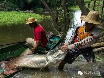 委內(nèi)瑞拉奧里諾三間魚(yú)苗批發(fā)：委內(nèi)瑞拉奧里諾三間魚(yú)苗批發(fā)信息 龍魚(yú)百科 第2張