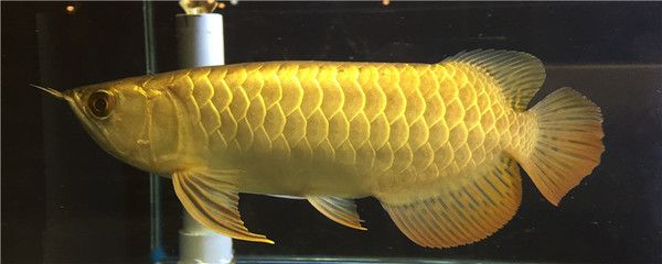 新加坡過(guò)背金龍魚(yú)怎么樣：新加坡過(guò)背金龍魚(yú)是一種高觀(guān)賞價(jià)值和獨(dú)特魅力的熱帶觀(guān)賞魚(yú)