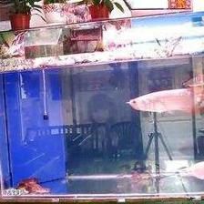 為什么龍魚的背會浮在水面上不動：龍魚背浮原因及解決方法