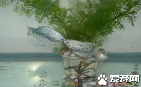 有沒有小型的龍魚賣?。喝绾钨徺I小型龍魚