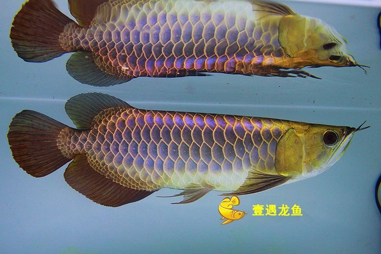 品牌龍魚v：“品牌龍魚v”