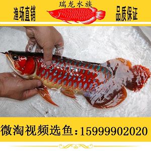 印尼帝王辣椒紅龍魚多錢：印尼尼西亞帝王辣椒紅龍魚價格推測，標(biāo)價2500元 龍魚百科 第3張