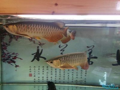 什么魚能和金龍魚混養(yǎng)：適合與金龍魚混養(yǎng)的魚種