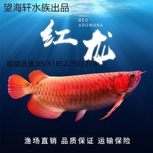 辣椒紅龍魚視頻在線觀看：30篇辣椒紅龍魚視頻在線觀看網站辣椒紅龍魚視頻在線觀看