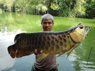 金龍魚(yú)與虎魚(yú)混養(yǎng)好不好呀視頻：金龍魚(yú)與虎魚(yú)混養(yǎng)注意事項(xiàng) 龍魚(yú)百科 第2張