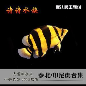 泰國(guó)虎魚(yú)（泰虎）批發(fā)：泰國(guó)虎魚(yú)批發(fā)市場(chǎng) 龍魚(yú)百科 第4張