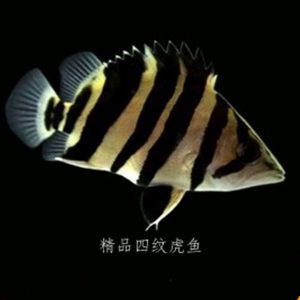 泰國虎魚（泰虎）批發(fā)：泰國虎魚批發(fā)市場