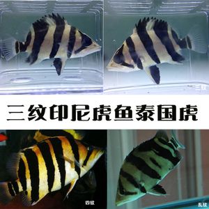 泰國虎魚（泰虎）批發(fā)：泰國虎魚批發(fā)市場