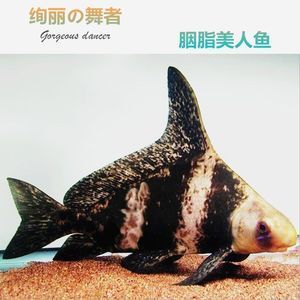 一帆風(fēng)順魚可以和龍魚混養(yǎng)嗎？：一帆風(fēng)順魚可以與龍魚混養(yǎng)嗎？ 龍魚百科 第2張