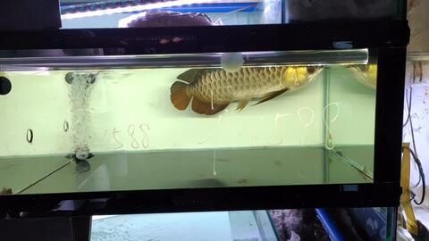 印尼小紅龍魚(yú)：印尼小紅龍魚(yú)的身體形態(tài)特征使其在熱帶觀賞魚(yú)中獨(dú)具特色