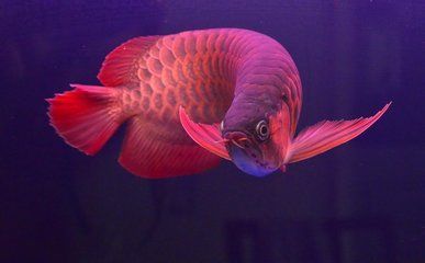 印尼小紅龍魚(yú)：印尼小紅龍魚(yú)的身體形態(tài)特征使其在熱帶觀賞魚(yú)中獨(dú)具特色