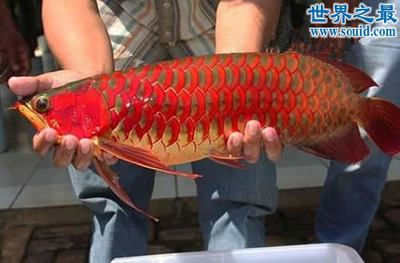 最貴的血紅龍魚品種：世界上最貴的血紅龍魚品種，價(jià)值300萬美元，價(jià)值極高 龍魚百科 第1張