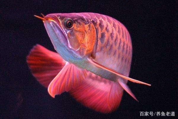 水龍魚(yú)怎么煮：水龍魚(yú)怎么做好吃？ 龍魚(yú)百科 第1張