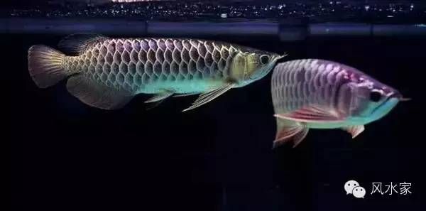 金龍魚(yú)顏色突然變白色：金龍魚(yú)為什么會(huì)變白