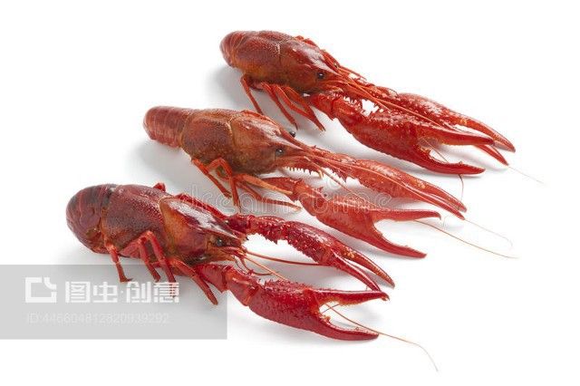 龍魚(yú)為什么叫龍蝦魚(yú)：龍蝦為什么被稱(chēng)為“龍”？