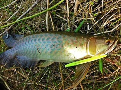 野生龍魚產(chǎn)于哪里的品種：野生龍魚的產(chǎn)地主要集中在東南亞地區(qū)也有一些品種產(chǎn)自南美洲和澳洲