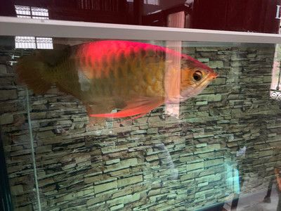 養(yǎng)紅龍魚魚缸背景顏色要求圖：養(yǎng)紅龍魚時，魚缸背景顏色選擇對紅龍魚的發(fā)色有著重要的影響