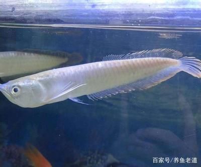 龍魚換水后趴缸怎么回事：龍魚換水后趴缸是怎么回事？