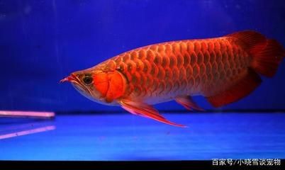 紅龍魚成長過程記錄：紅龍魚成長記 龍魚百科 第2張