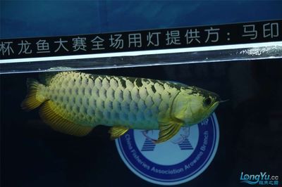 世界龍魚(yú)大賽：第九屆中國(guó)烹飪世界大賽金龍魚(yú)中華名廚隊(duì)2024年5月21日參加